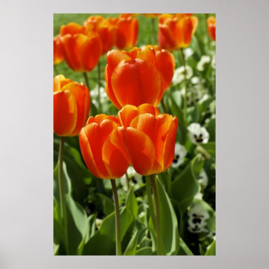 Lentebloementuin Poster (Voorkant)