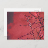 Lentebloesem over rode achtergrond feestdagenkaart (Voorkant / Achterkant)