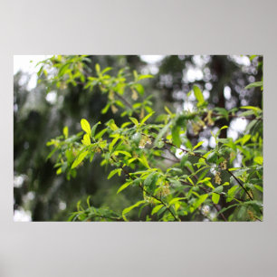 lenteboom in de regen poster