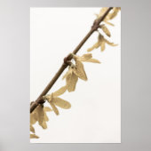 Lentedouches op Forsythia Flowers Poster (Voorkant)