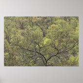 Lentegroen in het Poster van het ontwakende bos (Voorkant)