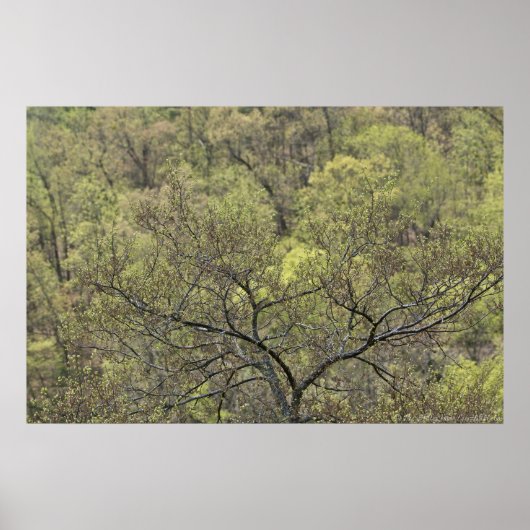 Lentegroen in het Poster van het ontwakende bos (Voorkant)