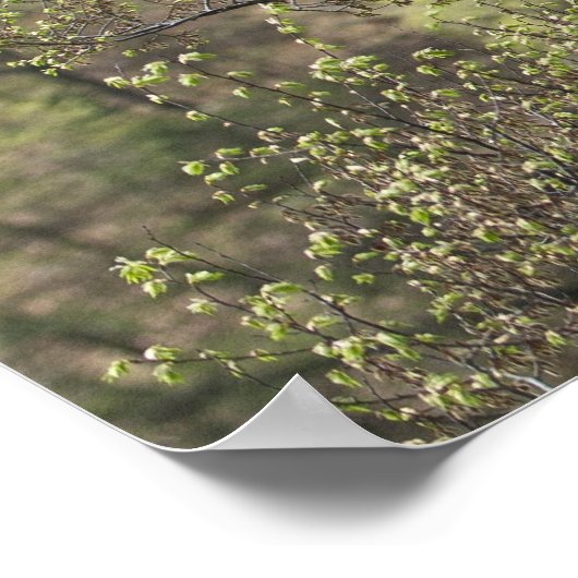 Lentegroen in het Poster van het ontwakende bos (Hoek)