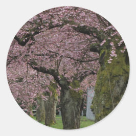 Lentekkersen bloeiende bomen ronde sticker