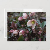 Lenten Roos Briefkaart (Voorkant / Achterkant)