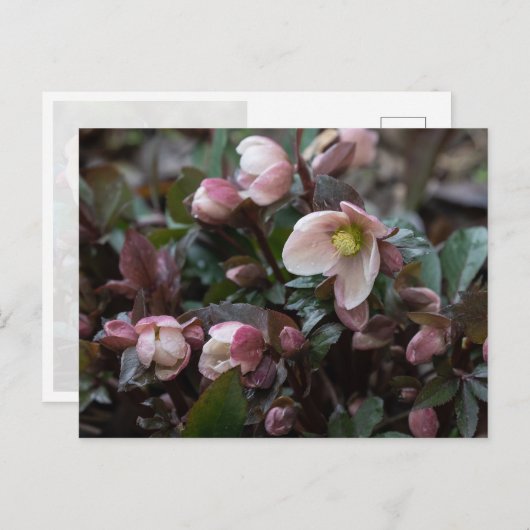 Lenten Roos Briefkaart (Voorkant / Achterkant)