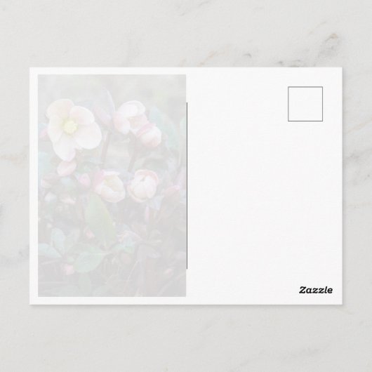 Lenten Roos Briefkaart (Achterkant)