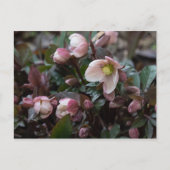 Lenten Roos Briefkaart (Voorkant)