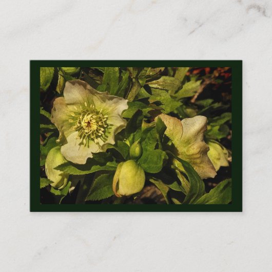 Lenten Roos Hellebore ATC Visitekaartje (Voorkant)