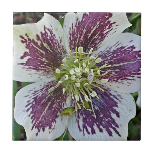 Lenten Roos Hellebore Floral Ceramic Tegel Tegeltje (Voorkant)