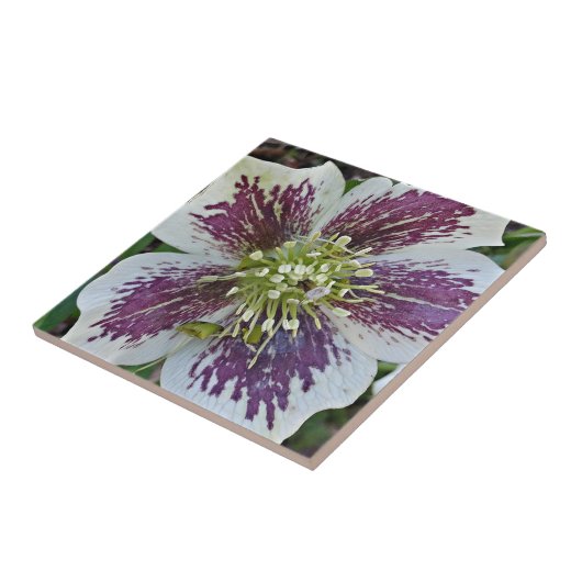 Lenten Roos Hellebore Floral Ceramic Tegel Tegeltje (Zijkant)