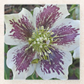 Lenten Roos Hellebore Floral Glazen Onderzetter (Voorkant)