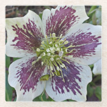 Lenten Roos Hellebore Floral