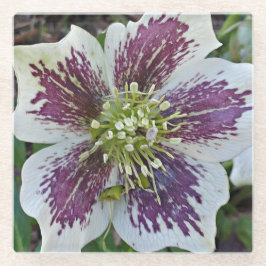 Lenten Roos Hellebore Floral Glazen Onderzetter