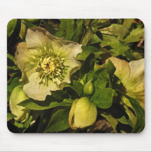 Lenten Roos Hellebore Muismat