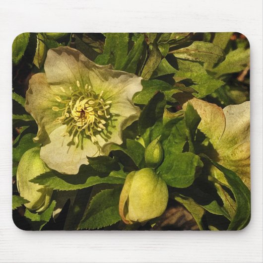Lenten Roos Hellebore Muismat (Voorkant)