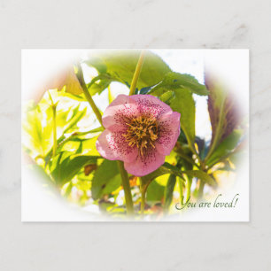 Lenten Roos. Helleborus. Je bent geliefd! Briefkaart