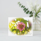 Lenten Roos. Helleborus. Je bent geliefd! Briefkaart (Staand voorkant)
