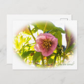 Lenten Roos. Helleborus. Je bent geliefd! Briefkaart (Voorkant / Achterkant)
