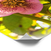 Lenten Roos. Helleborus. Je bent geliefd! Poster (Hoek)