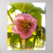 Lenten Roos. Helleborus. Je bent geliefd! Poster (Voorkant)