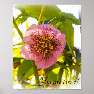 Lenten Roos. Helleborus. Je bent geliefd! Poster