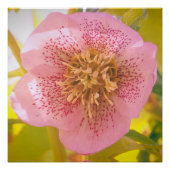 Lenten Roos. Helleborus Perfect Poster (Voorkant)