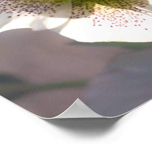 Lenten Roos. Helleborus Poster (Hoek)