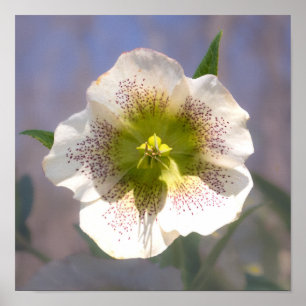 Lenten Roos. Helleborus Poster