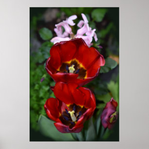 Lenteontwaken, Tulpen Poster
