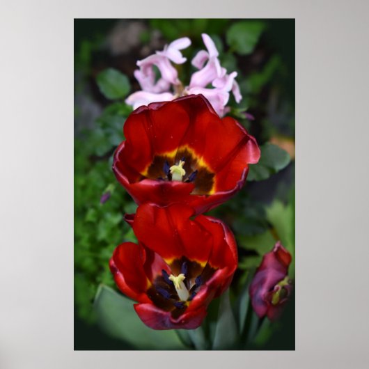 Lenteontwaken, Tulpen Poster (Voorkant)