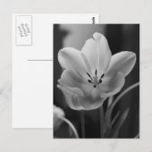 Lentepulp in zwart-wit Briefkaart (Voorkant / Achterkant)