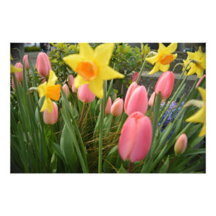 Lenteroze tulp en gele narcis bloemen foto afdruk