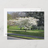 lentesbloem briefkaart (Voorkant / Achterkant)