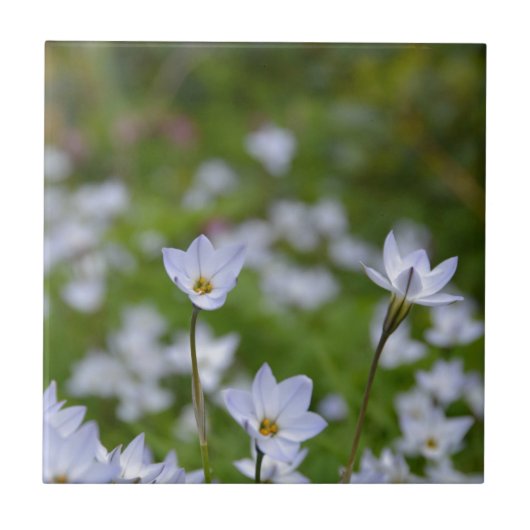 Lentesbloem Tegeltje (Voorkant)