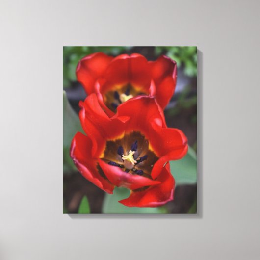 Lentesontzoening, Tulpen Canvas Afdruk (Voorkant)