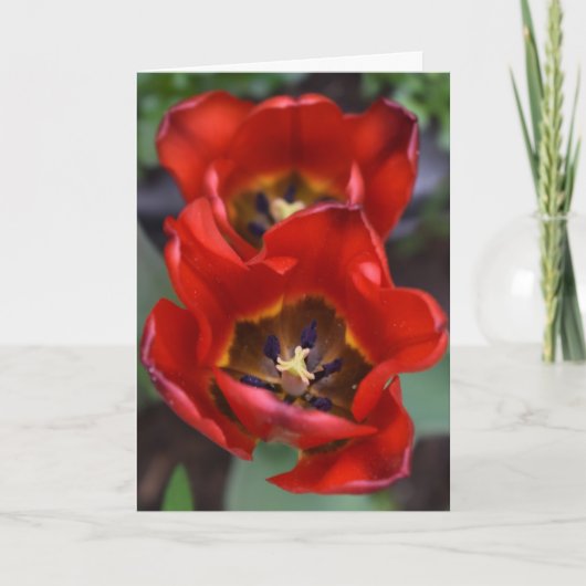 Lentesontzoening, Tulpen Kaart (Voorkant)