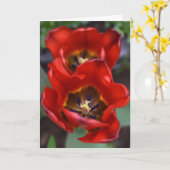 Lentesontzoening, Tulpen Kaart (Gele Bloem)