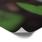 Lentesontzoening, Tulpen Poster (Hoek)