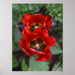 Lentesontzoening, Tulpen Poster