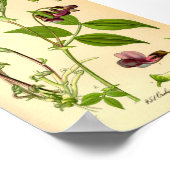Lentetch (Lathyrus vernus) Poster (Hoek)