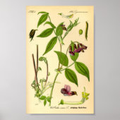 Lentetch (Lathyrus vernus) Poster (Voorkant)