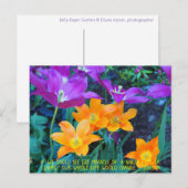  lenteteelt Oranje Paars Briefkaart (Voorkant / Achterkant)