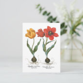  lentetelbloemen van Basilius Besler Briefkaart (Staand voorkant)