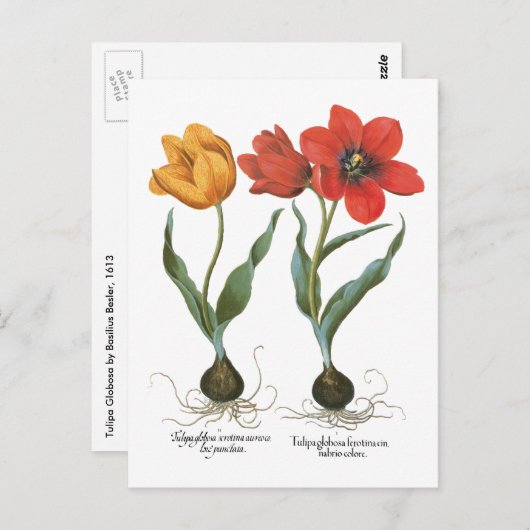  lentetelbloemen van Basilius Besler Briefkaart (Voorkant / Achterkant)
