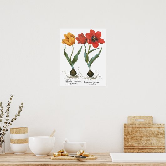  lentetelbloemen van Basilius Besler Poster (Keuken)
