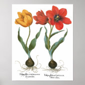  lentetelbloemen van Basilius Besler Poster (Voorkant)