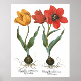  lentetelbloemen van Basilius Besler Poster