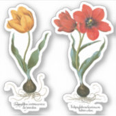  lentetelbloemen van Basilius Besler Sticker (Voorkant)