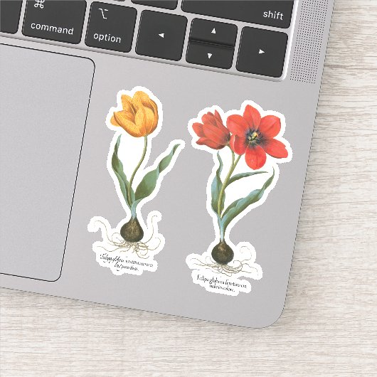  lentetelbloemen van Basilius Besler Sticker (Detail)